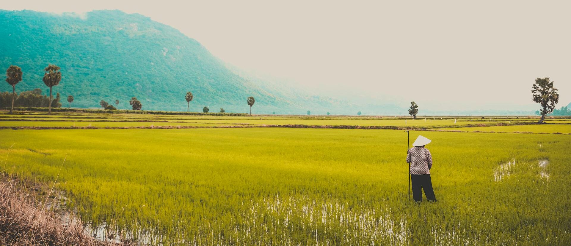 Vietnamese
